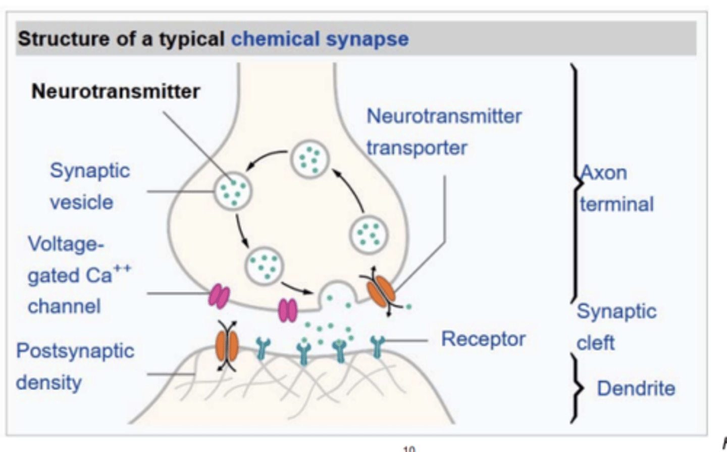 <p>chemical messengers that are generated by the nerve cell to transmit the message from the cell across the synapse to a target cell</p>
