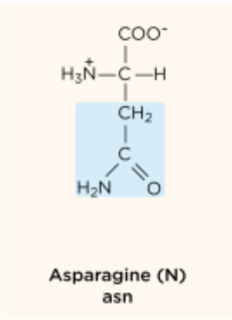 <ul><li><p style="text-align: left">N/Asn</p></li><li><p style="text-align: left">Polar</p></li><li><p style="text-align: left">Nonessential</p></li></ul>