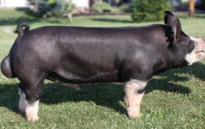 <p><strong>“Kobe beef of pork”</strong> excellent meat quality, marbling; 6 white points or bands</p>