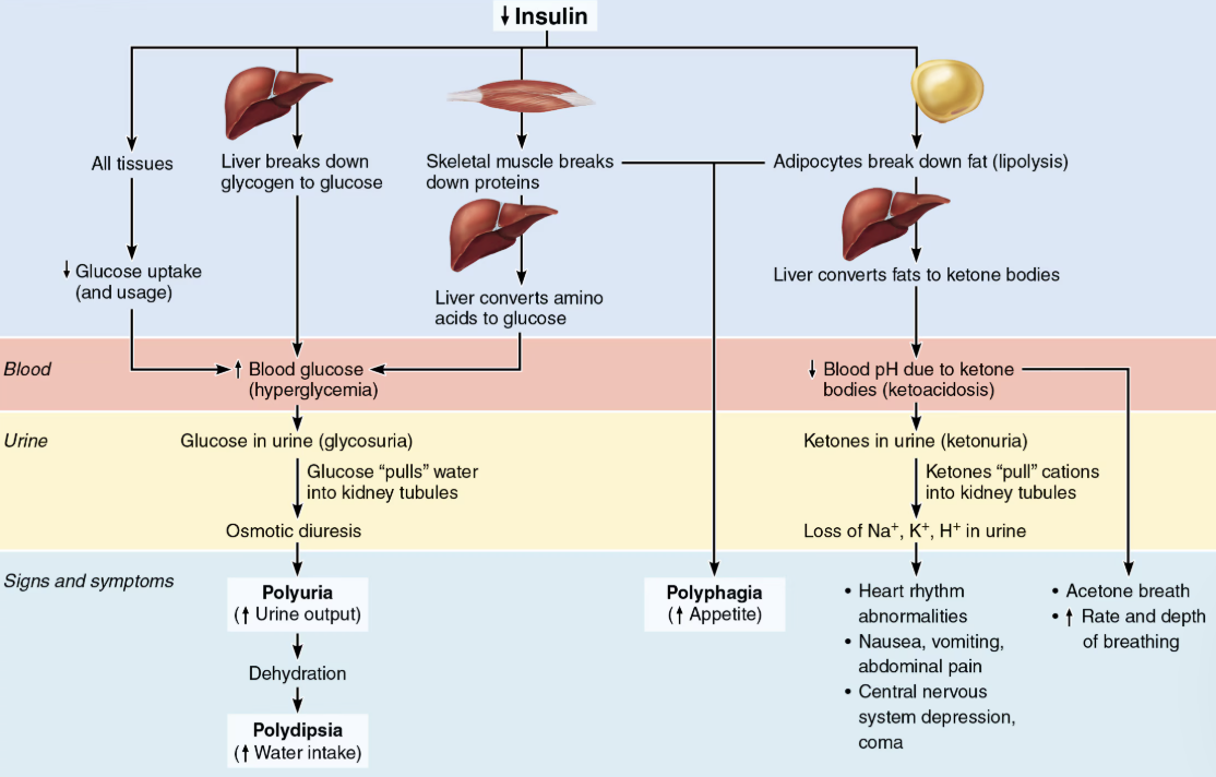<ol><li><p><strong>Polyiria</strong>: huge urine output</p><ul><li><p>Glucose acts as osmotic diuretic </p></li></ul></li><li><p><strong>Polydipsia</strong>: excessive thirst</p><ul><li><p>From water loss due to polyuria &nbsp;</p></li></ul></li><li><p><strong>Polyphagia</strong>: excessive hunger and food&nbsp;consumption</p><ul><li><p>Cells cannot take up glucose and are “starving” </p></li></ul></li></ol><p></p>