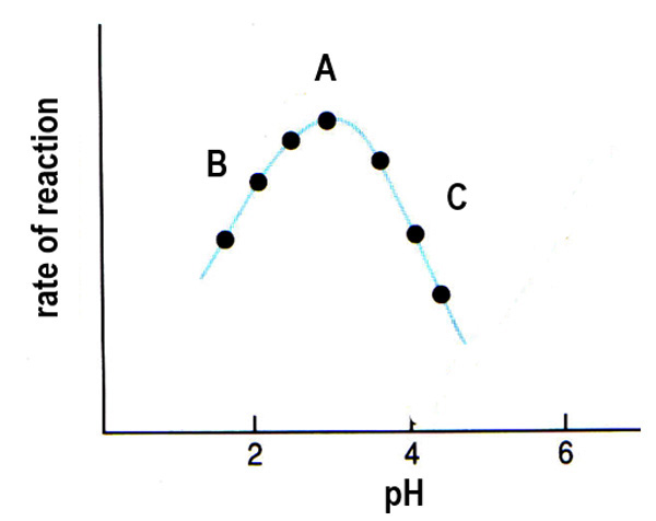 <p>The shape of the active site enables bonds to form successfully with the substrate, resulting in the greatest frequency of enzyme-substrate complex formation and the highest rate of reaction. </p>