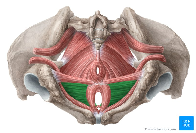 <p>stabilizes central tendon of perineum</p>