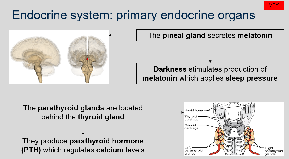 The pineal gland secretes melatonin, and its production is stimulated by darkness. 