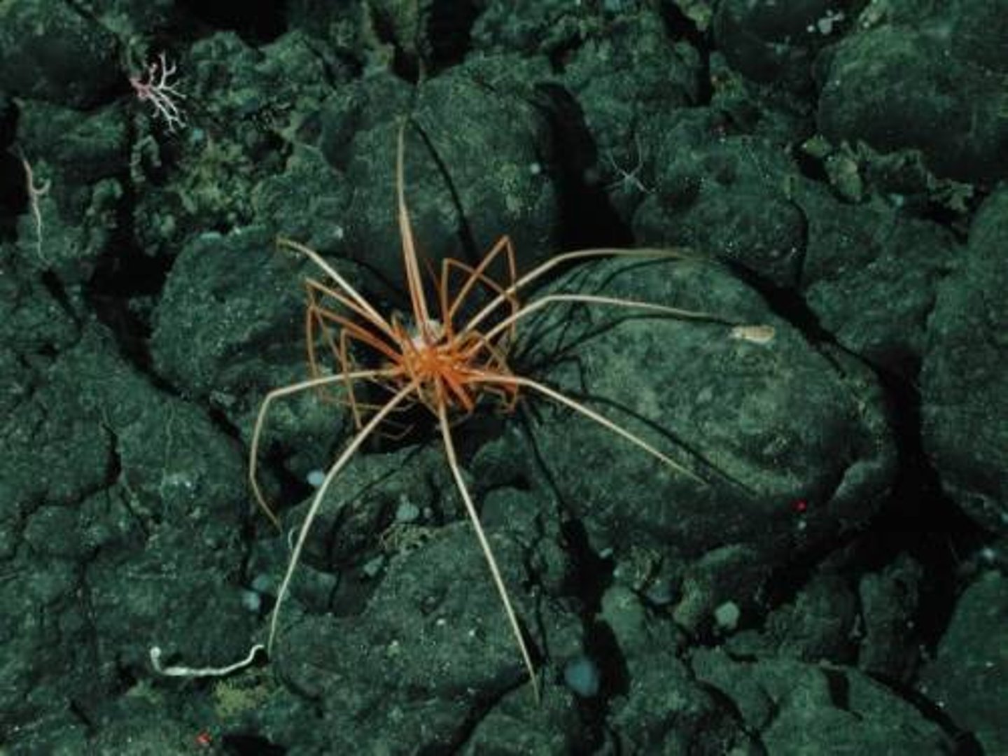 <p>(sea spiders); opisthosoma small; pointing snout</p>