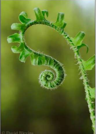 <p>frond </p><ul><li><p>new leaves typically expand by the unrolling of a tight spiral called <u>fiddlehead</u>; uncurling of the leaf is termed <u>circinate vernation </u></p></li></ul><p></p>