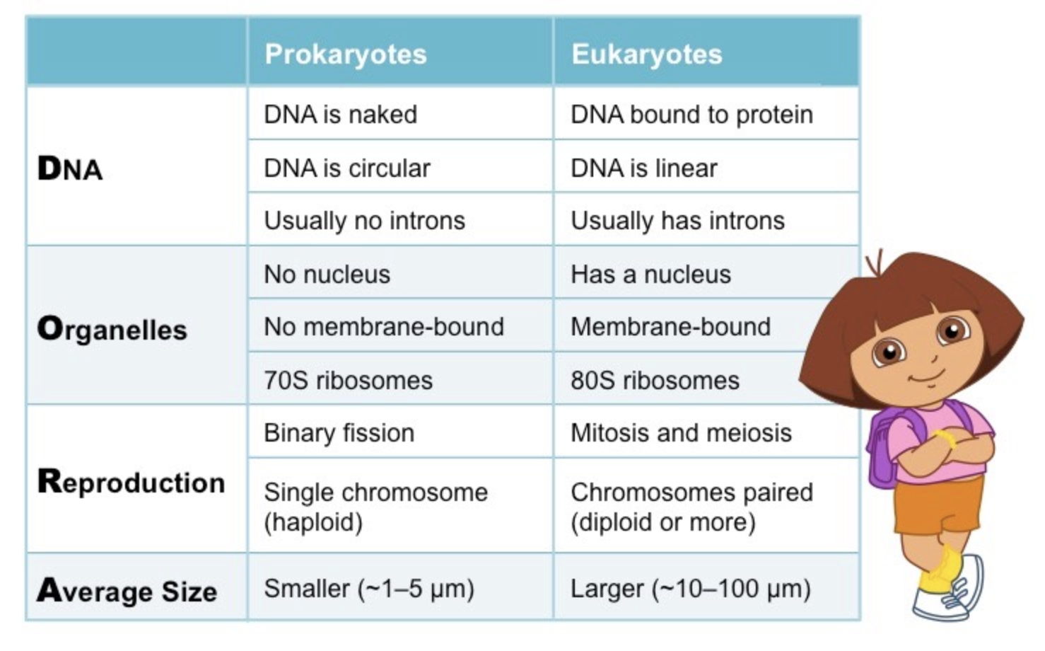 <ul><li><p>DNA</p></li><li><p>Organelles</p></li><li><p>Reproduction</p></li><li><p>Average Size</p></li></ul>