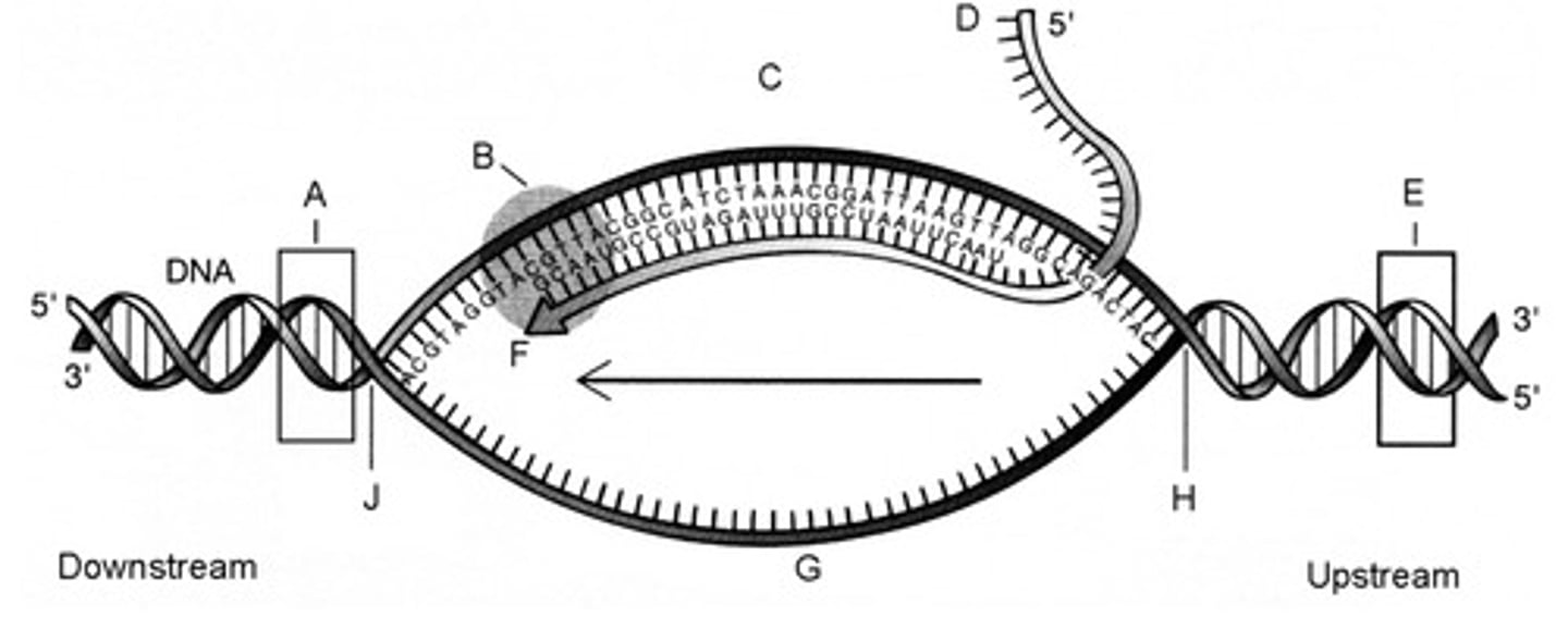 <p>RNA polymerase.</p>