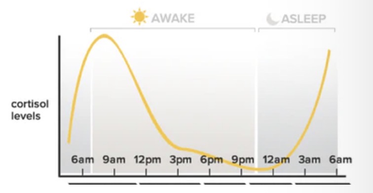 <ul><li><p>Peak: early morning (~6–9 am)</p></li><li><p>Lowest: midnight</p></li></ul><p></p>