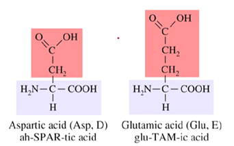 <p>Both contain two carboxyl groups </p>