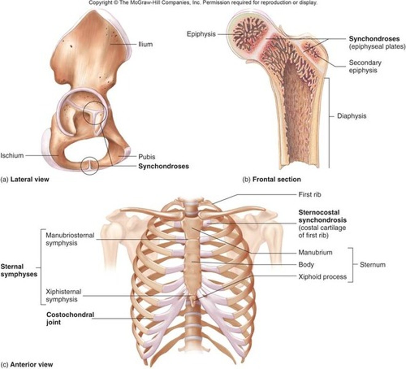 <p>epiphyseal plate and 1st rib</p><p>joined by cartilage</p>