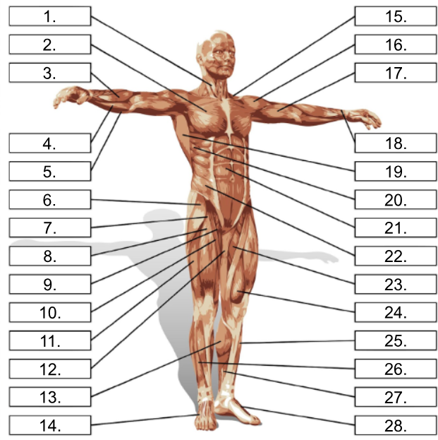<p>What is muscle number 2?</p>