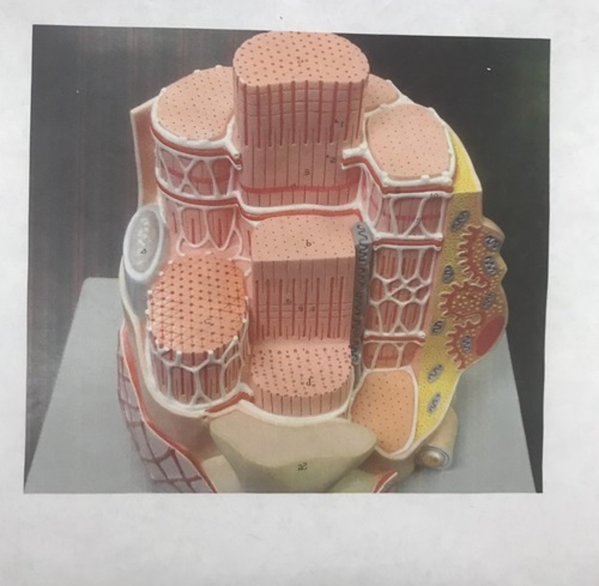 <p>For the following model, give the following:</p><p>1) name</p>