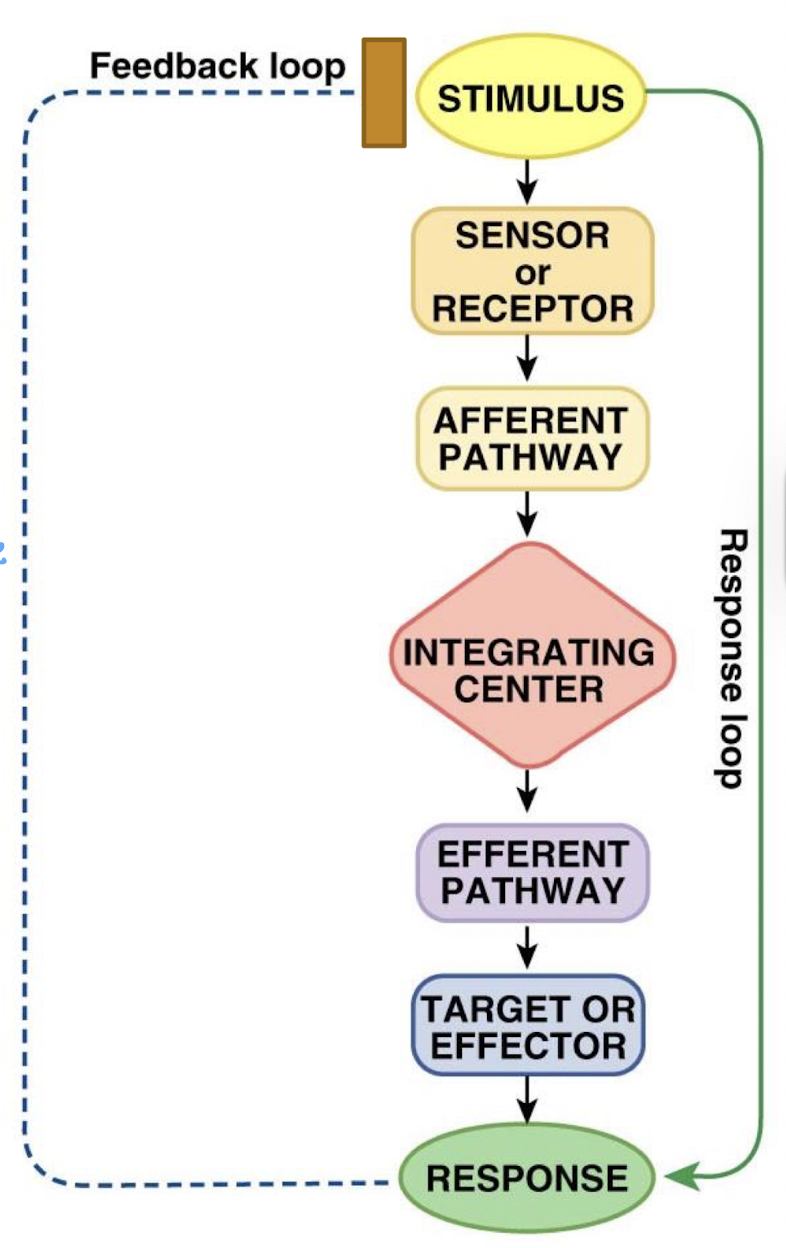 <p>desired value (usually a range) of the regulated variable</p>