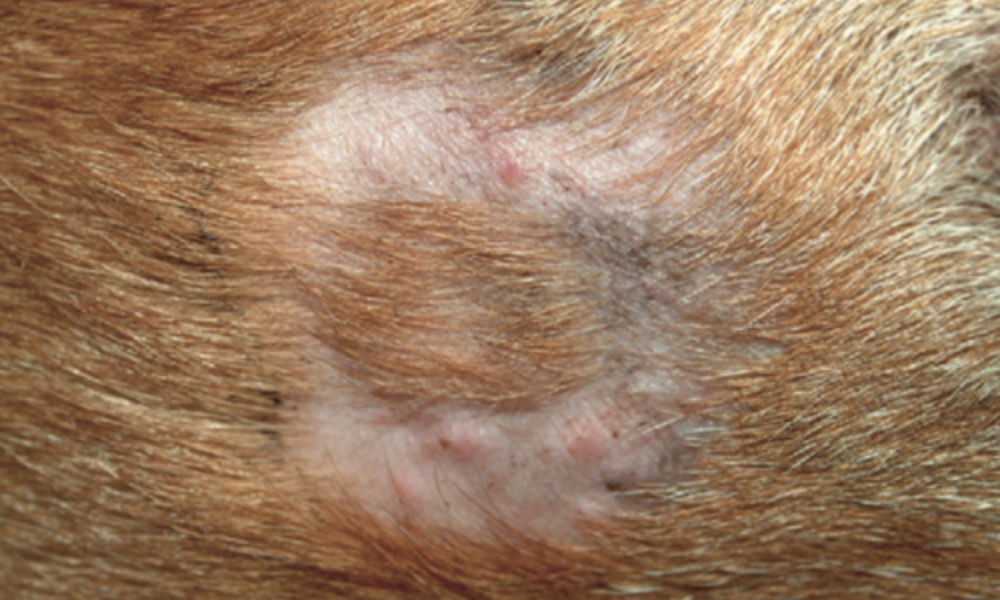 <p>ringworm (zoonotic)</p>