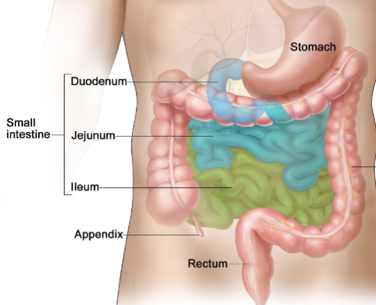 <p>upper: duodenum, jejunum</p><p>lower: illeum</p>