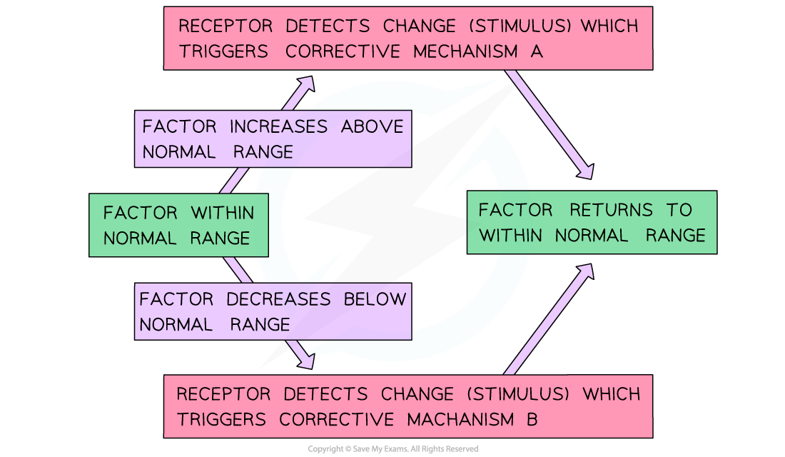 <p>Self-regulatory mechanisms return the internal environment back to the set point when there is a fluctuation</p>
