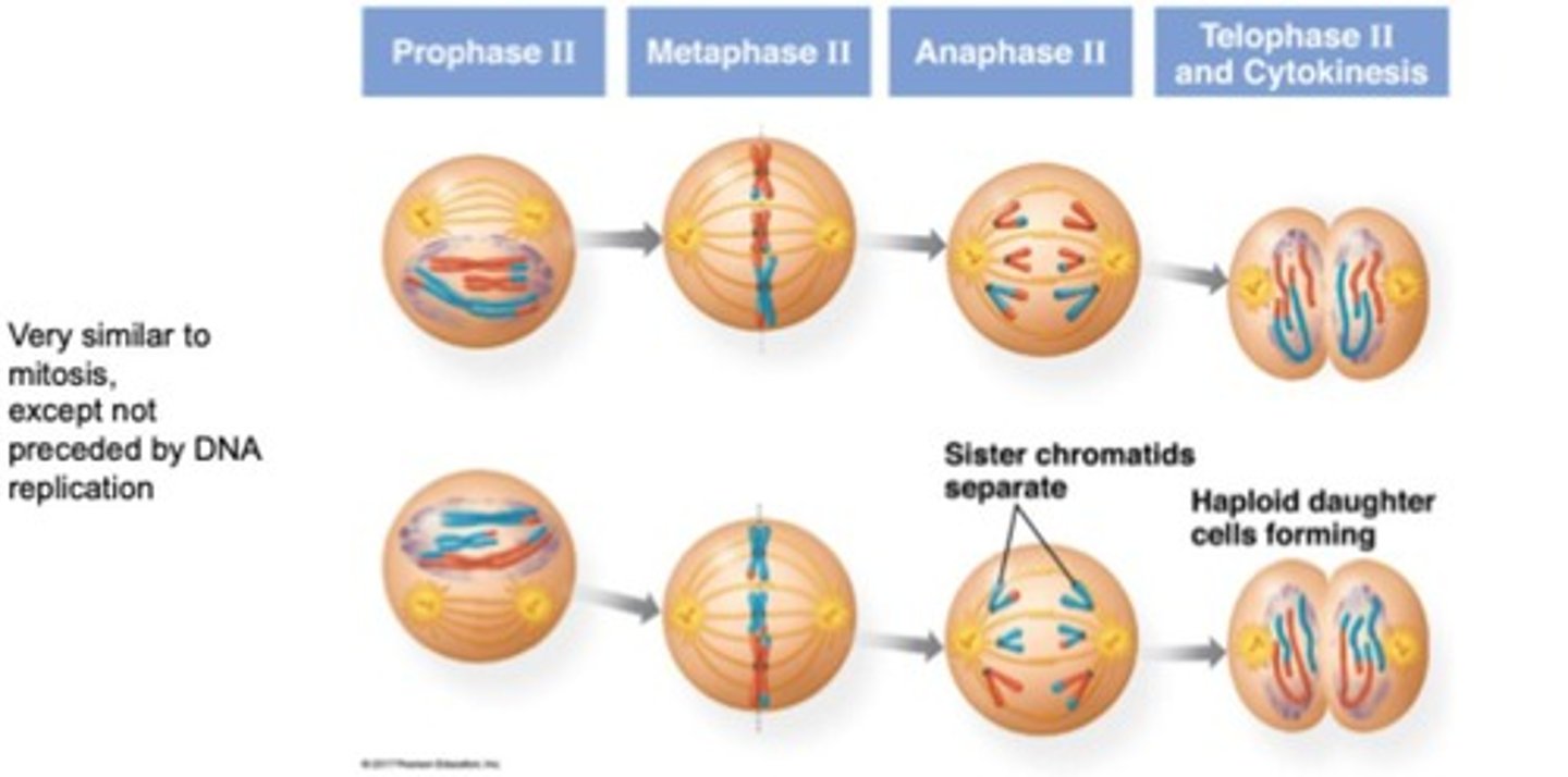 <p>Similar to mitosis, separates sister chromatids.</p>