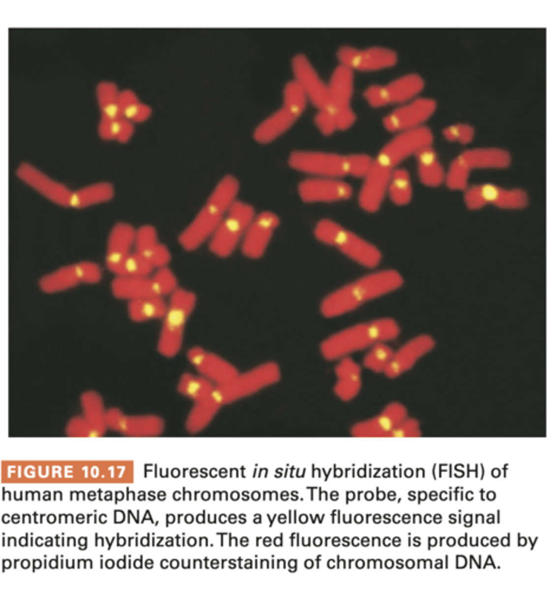 <p>denaturation/renaturation</p><p>duplexes can be made btw DNA strands, even from different organisms and btw DNA and RNA</p><p>probes are used to ID complementary sequences</p><p>in situ molecular hybridization</p><p>- use DNA in chromomal prep as target for hybrid formation</p><p>- mitotic cells are fixed to slides then hybridization conditions</p><p>- single strand DNA/RNA (probe) added and hybridization monitored</p><p>- added pt can be radioactive or have fluorescent label</p><p>w fluorescence = FISH</p><p>- to identify chromosomal locations housing specific genetic info, valuable addition to techniques</p>
