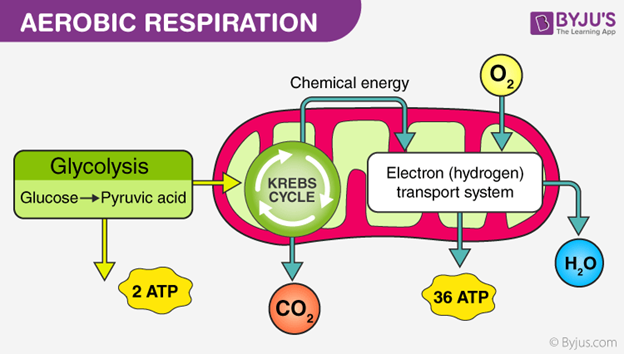 utilizing oxygen to extract all energy stored in electrons of nutrients