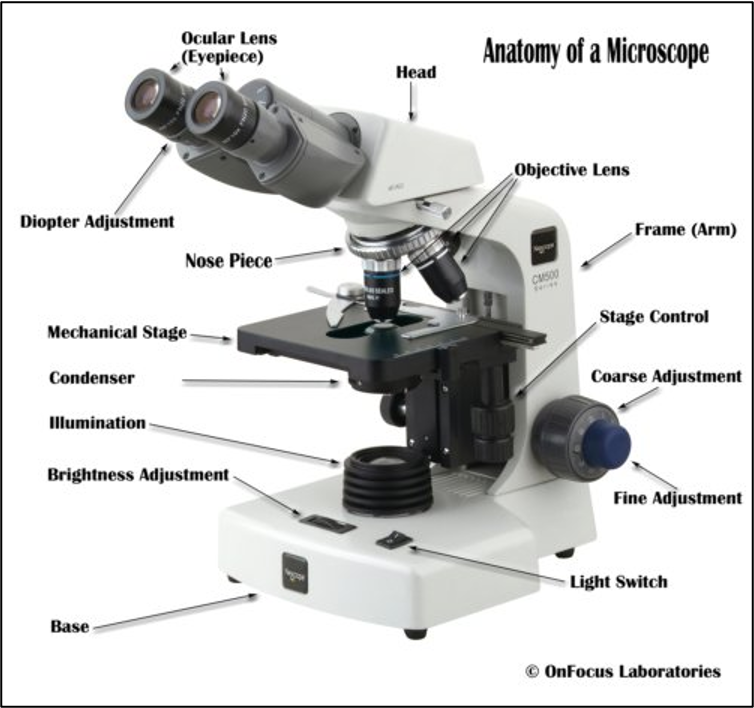 term image