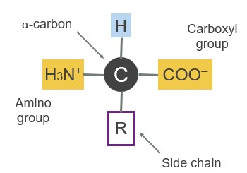 amino group, carboxyl group, hydrogen on top and R group of bottom