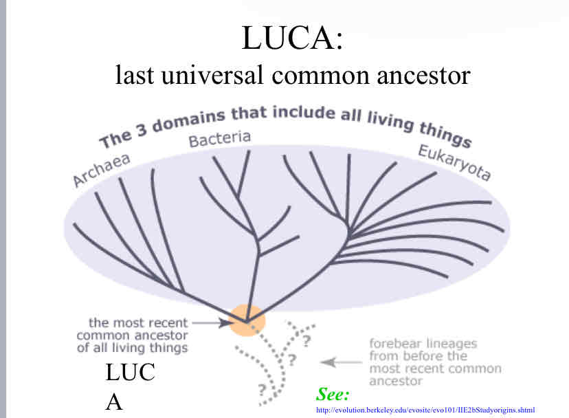 <p>LUCA</p>