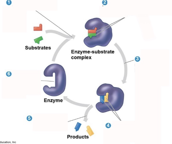 <p>What is step 1 of an enzymatic reaction?</p>