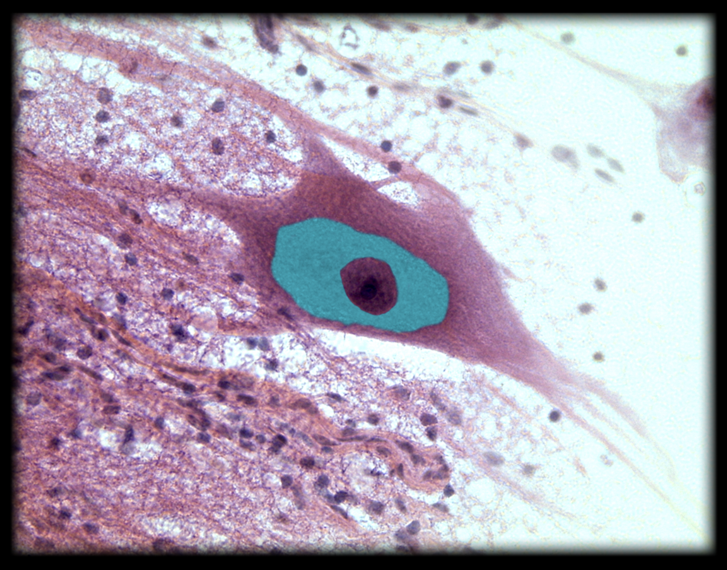 <p>What structure is shown?</p>
