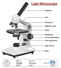 <p>Light Microscope</p>