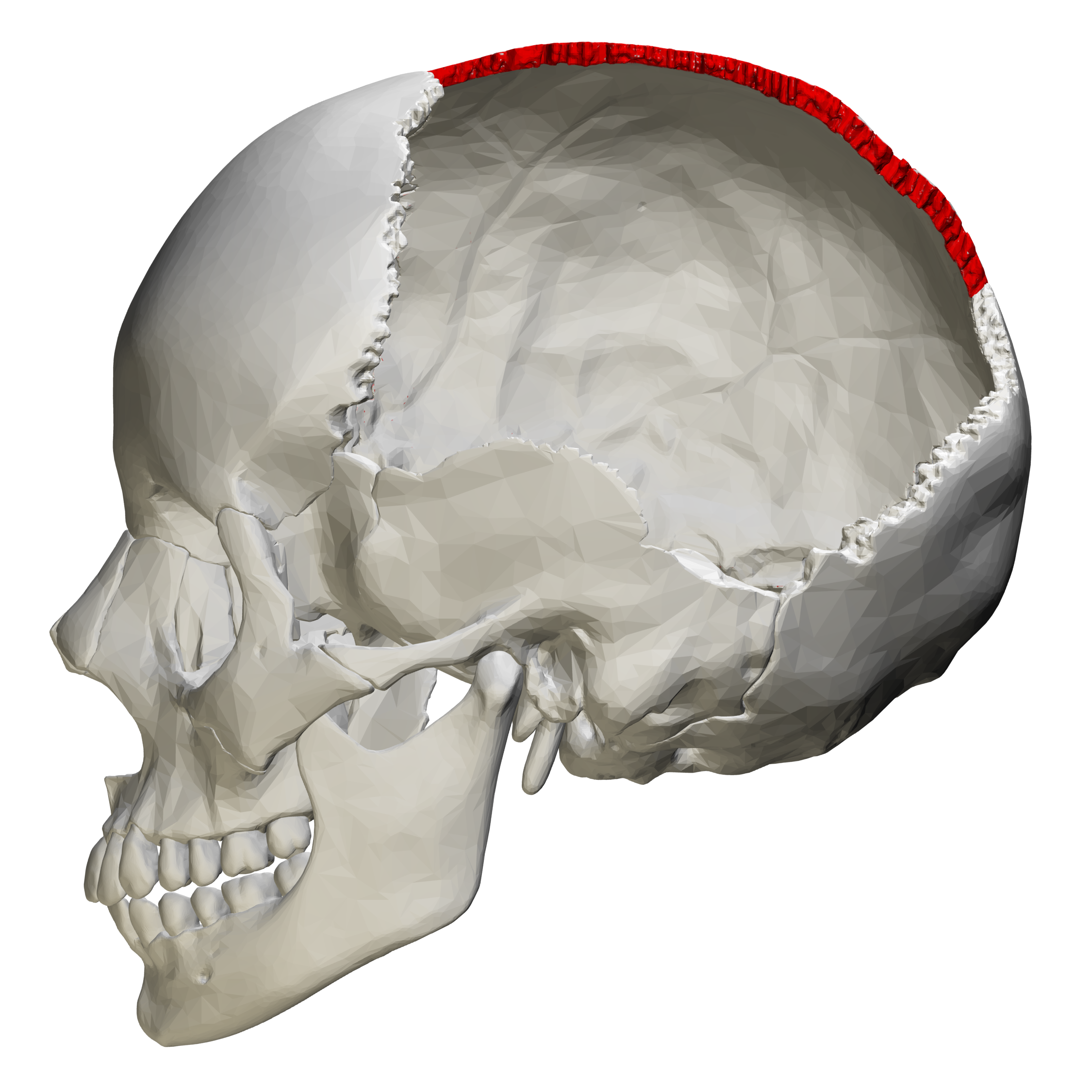 <p>what suture is highlighted in red? (lateral view)</p>