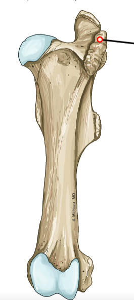 <p>Large lateral prominence proximal; insertion of gluteal muscles.</p>