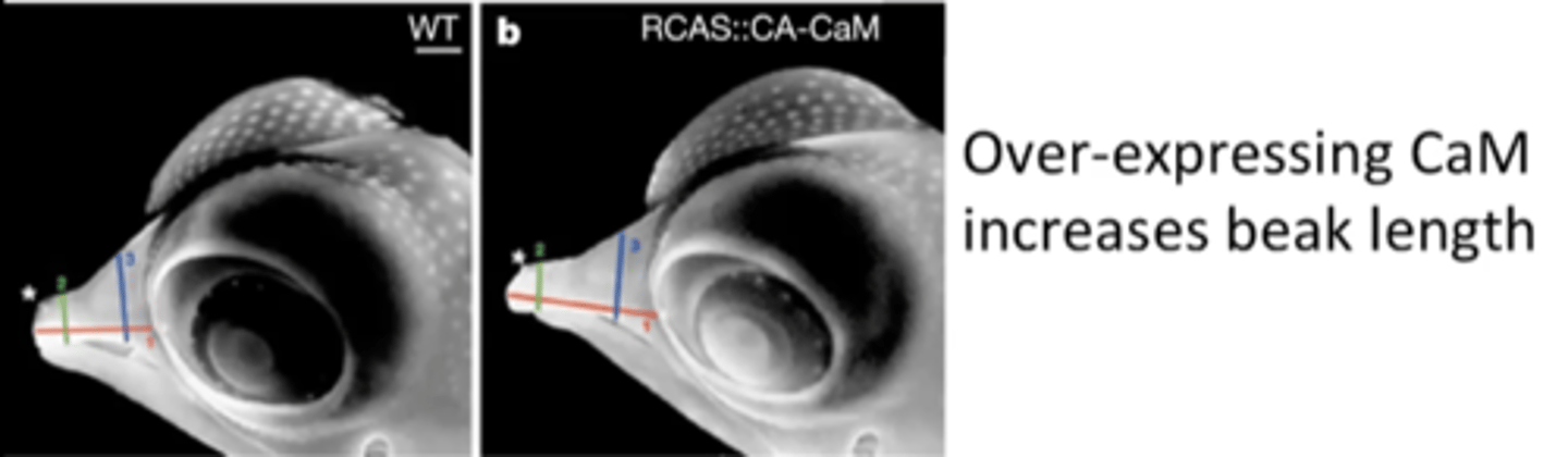 <p>protein that affects beak length</p>