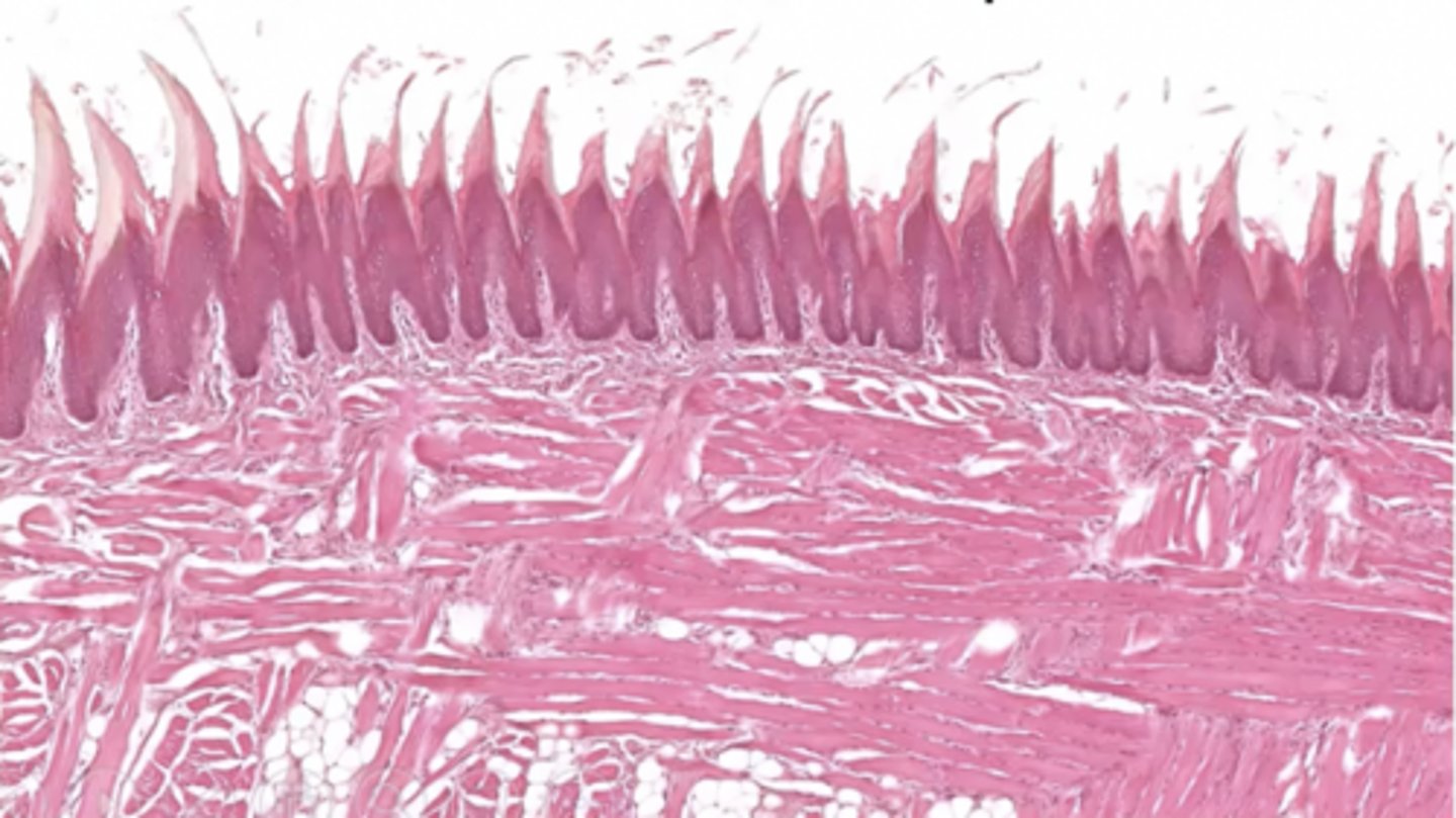 <p>What species does this epithelium belong to?</p>