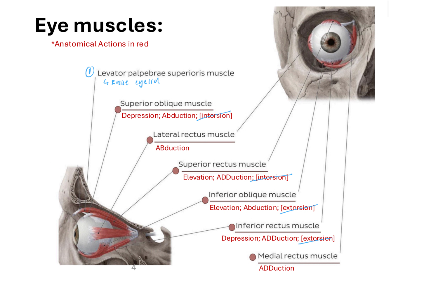 <p>Levator palpebrae superioris m., superior oblique m., Lateral rectus m., Superior rectus m., Inferior oblique m., Inferior rectus m., Medial rectus m.</p>