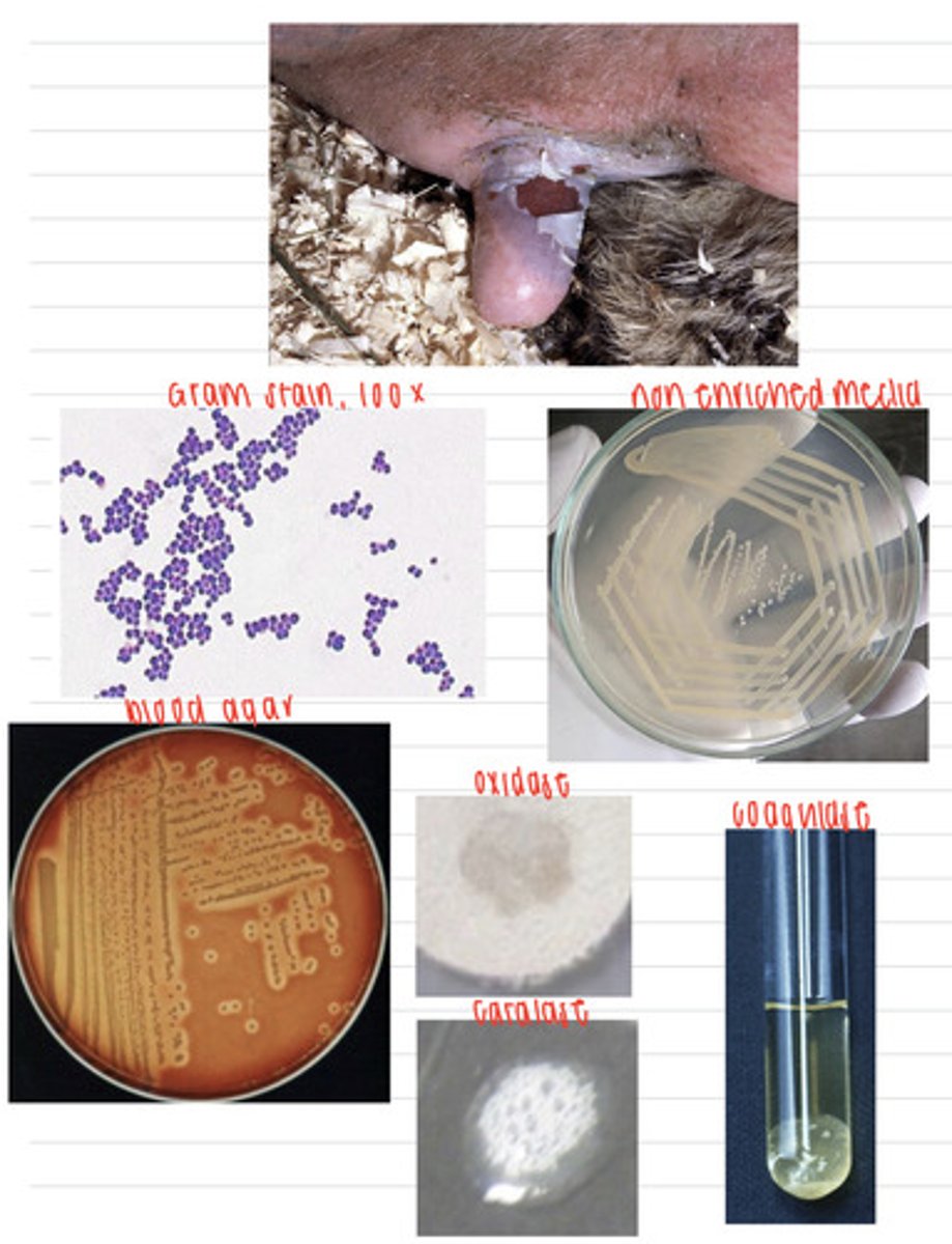 <p>A farmer calls the vet because his female cows seem to have an infection on their udders. We take samples, and isolate them on non-enriched media, blood agar, and MacConkey agar (no growth). we also stain using the gram method and perform oxidase, catalase, and coagulase tests. Here are the results.</p><p>What is the diagnosis?</p>