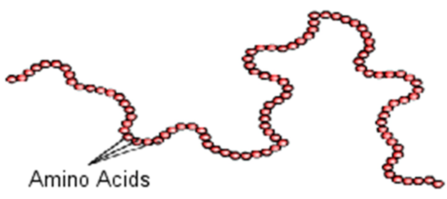 <p>The first level of protein structure; the specific sequence of amino acids making up a polypeptide chain.</p>