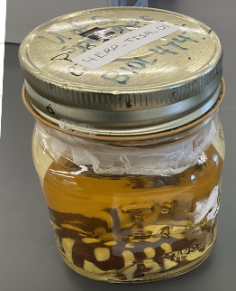 <p>Ambystoma tigrinum</p><p>Eastern tiger salamander</p><p>Extripated</p><p>Family Ambystomatidae</p><p>Black with yellow to olive blotches spots and strips</p><p>Head is broad</p><p>Rounded snout and small eyes</p><p>Tail is laterally compressed</p><p>Some species in the US has external gills and lives aquatic lives</p>