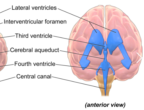 <p>Cerebrospinal Fluid (CSF)</p>