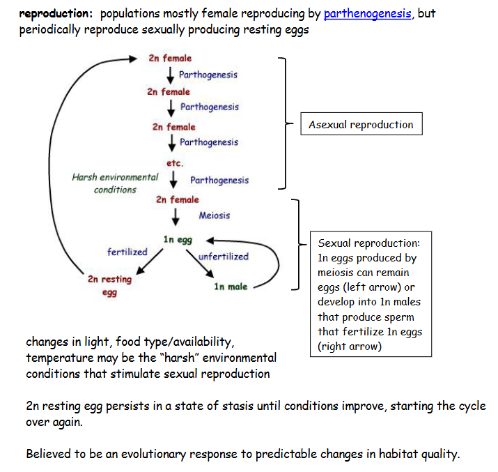 <p>What triggers sexual reproduction in rotifers?</p>