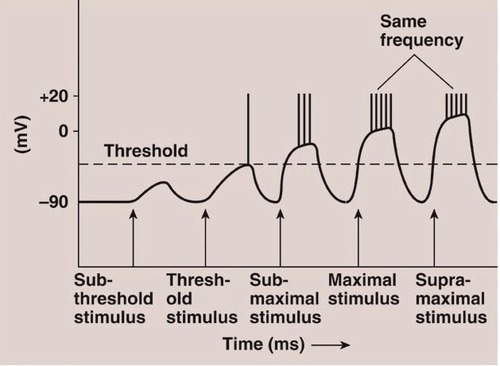 Number of action potentials produced per unit of time to a stimulus