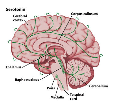 <p>raphe nucleus</p>