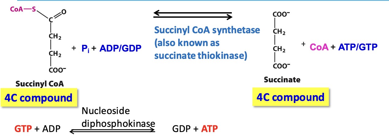 <p><span style="color: #529adf"><strong>Succinyl CoA synthase </strong></span>catalyzes cleavage of thioester bond on succinyl CoA coupled to phosphorylation of ADP/GDP → <span style="color: #b455ff"><strong>succinate</strong></span></p><p>✦ <span style="color: #fc5353">reversible, only generation of ATP/GTP</span> by substrate-level phosphorylation</p>