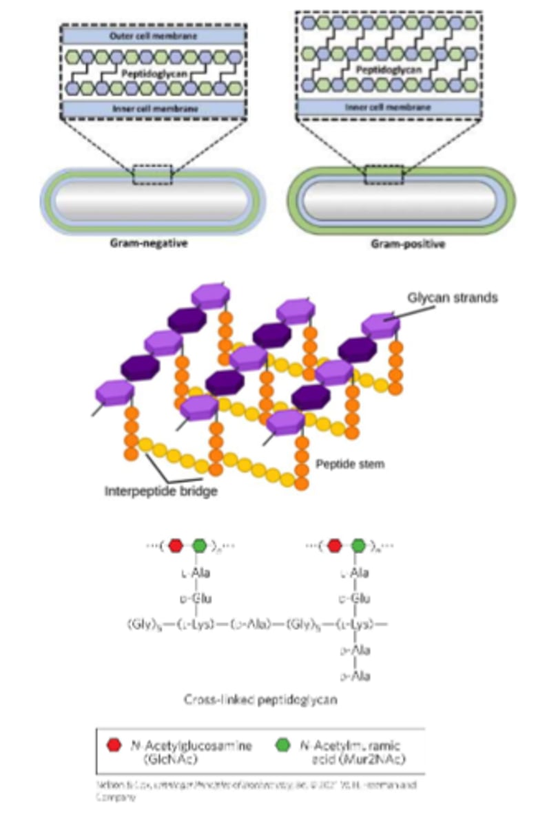 <p>is a rigid component of bacterial cell walls<br>-Heteropolymer<br>-Alternating (β1-&gt;4)-linked N-acetylglucosamine and N-acetylmuramic acid residues<br>-Cross-linked by short peptides - provides structural stability</p>