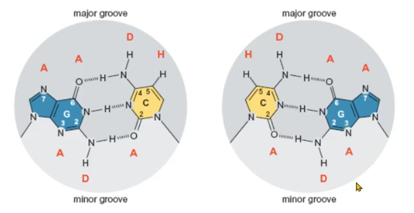 <p>The sequence of acceptors and donors that is normal different on the major groove is the same in the minor groove, not allowing for differentiation between C-G pair and G-C pair (as an example)</p>