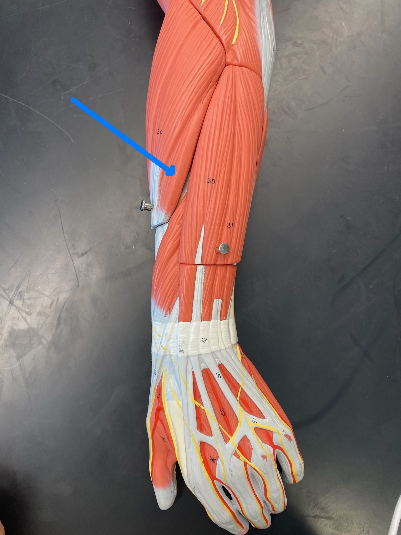 <p>ID muscle</p>