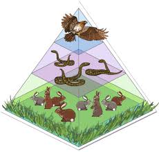 <p><span>There is a drought which dries up the grass. How does that eventually affect the number of snakes?</span></p>