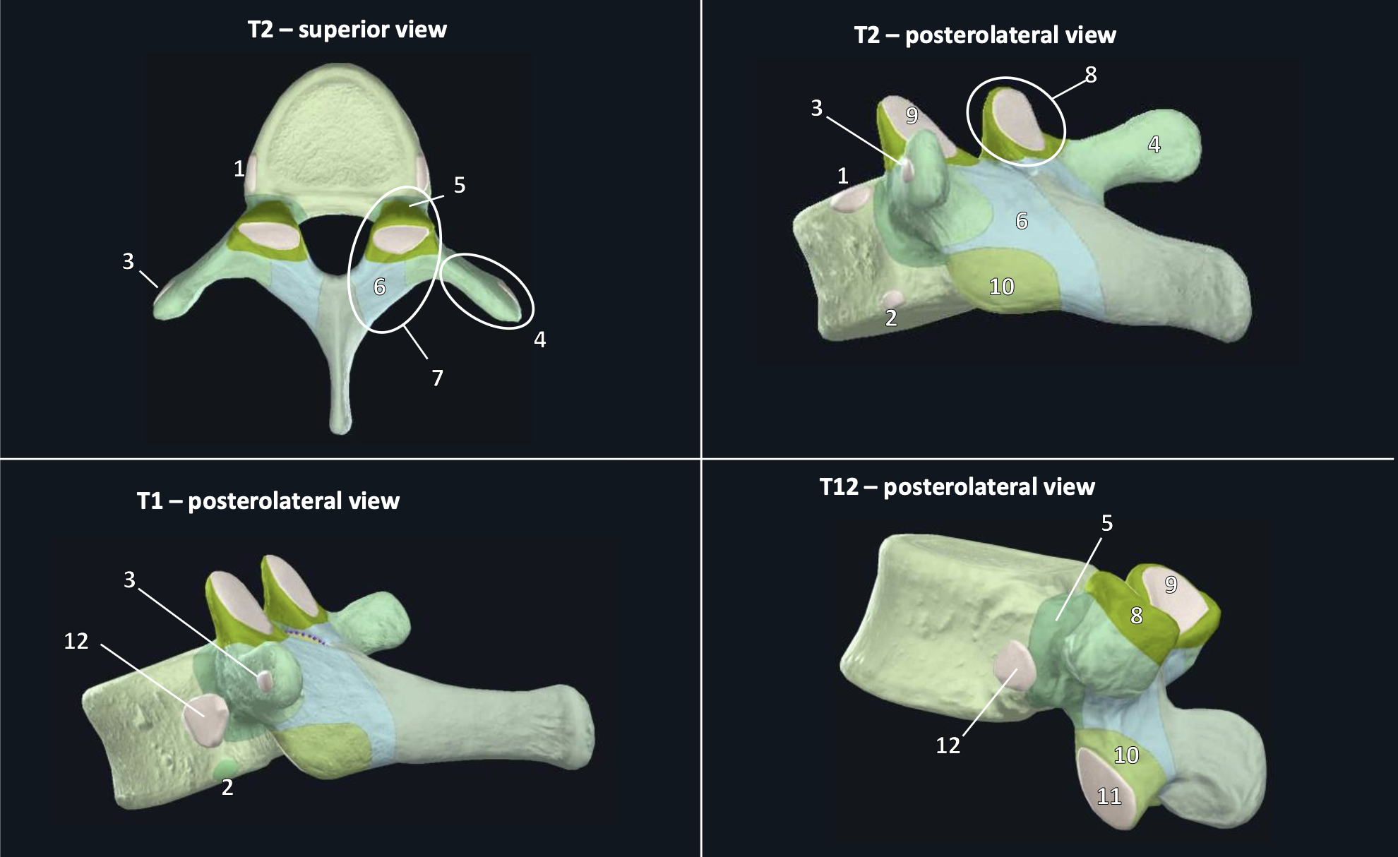 <p>What kind of vertebrae?</p>