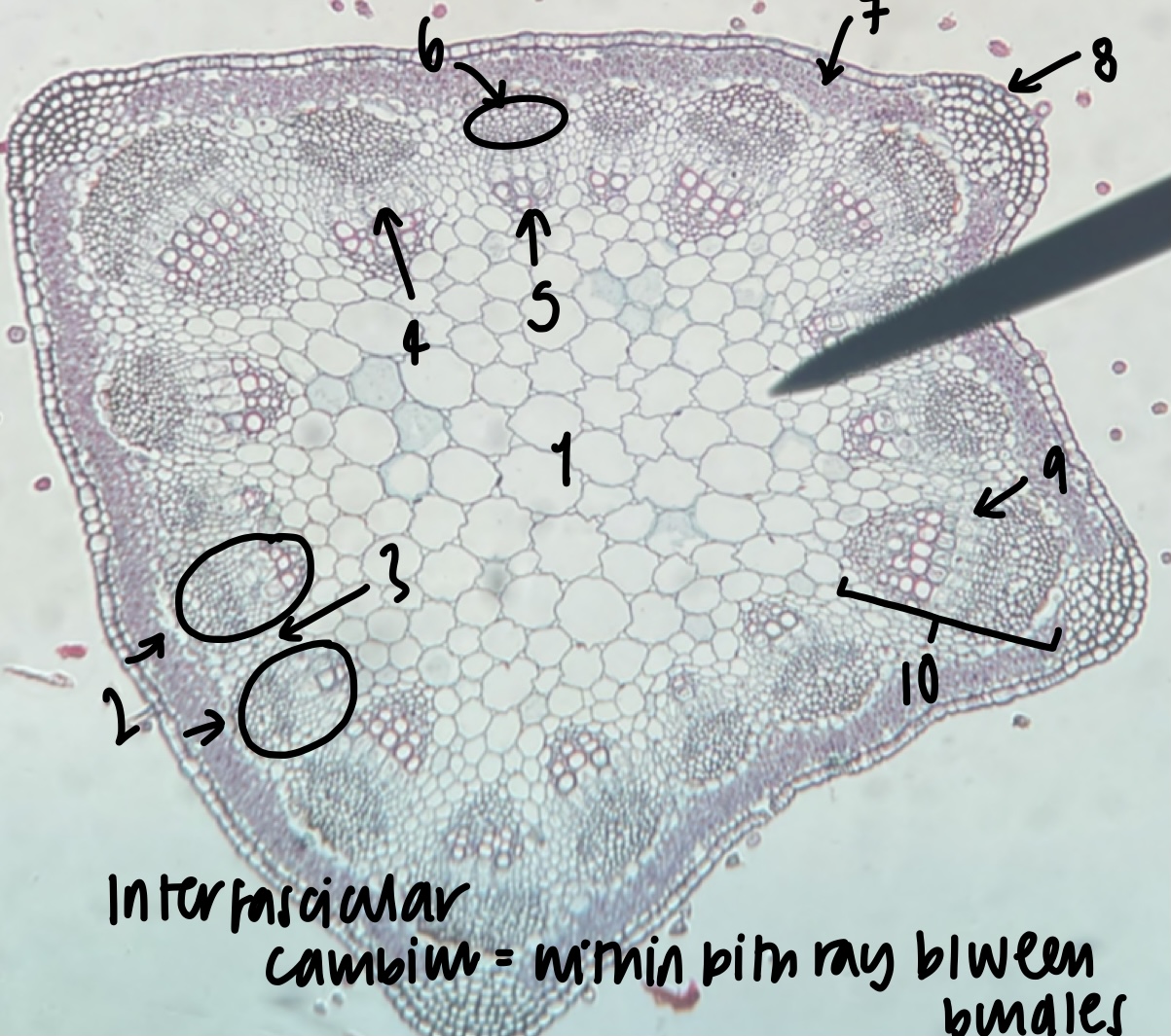 <p>name the structure in label 1</p>