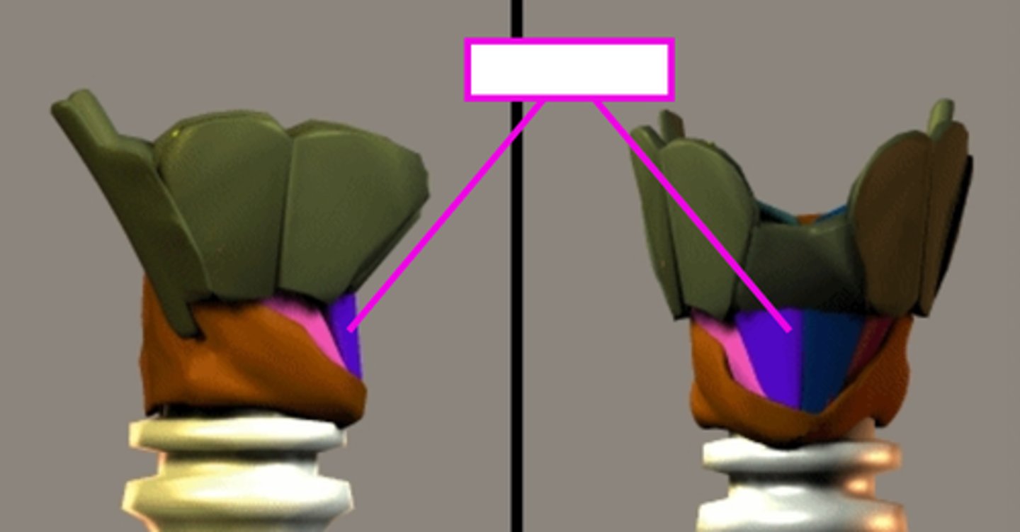 <p>runs more or less vertically - straight part</p>