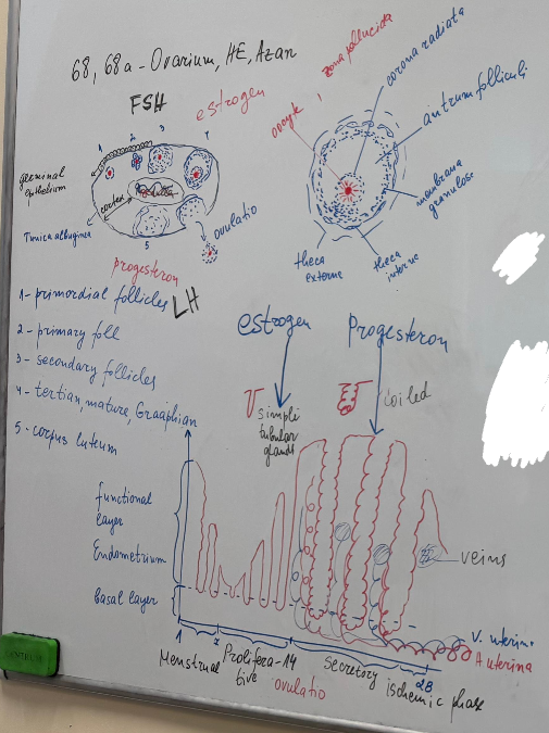 <p>68a) ovarium - azan</p><ul><li><p class="ds-markdown-paragraph"><strong>Highlights connective tissue</strong> (blue):</p><ul><li><p class="ds-markdown-paragraph"><strong>• Germinative epithelium</strong> – simple</p><p>cuboidal epithelium</p><p><strong>• Tunica albuginea</strong> – dense</p><p>connective tissue,</p><p><strong>• Stroma ovarii (interstitium ovarii)</strong></p><p>– CT; contain endocrine cells</p><p>• <strong>Medulla</strong> – loose connective</p><p>tissue, large contorted blood vessels,</p><p>lymphatic vessels, nerves</p><p>• <strong>Cortex</strong></p><p>• Follicles :</p><p><strong>• folliculi primordiales </strong>–made up</p><p>of a first-order oocyte surrounded by a</p><p>layer of simple satellite (follicular) cells</p><p><strong>• folliculi primarii</strong>- oocyte in</p><p>diplotene of first meiotic division</p><p>surrounded by 1 or several rows of cubic</p><p>follicle cells</p><p><strong>• folliculus secundarius</strong> – oocyte</p><p>with pronounced zona pellucida; cavities</p><p>filled with follicular fluid appear between</p><p>the follicular cells; externally, the follicle</p><p>is surrounded by:</p><p>-Theca interna – thecal cells – produces</p><p>estrogens under the stimulation of FSH</p><p>and progesterone shortly before</p><p>ovulation</p><p>-Theca externa – loose connective tissue</p></li></ul></li></ul><p></p>